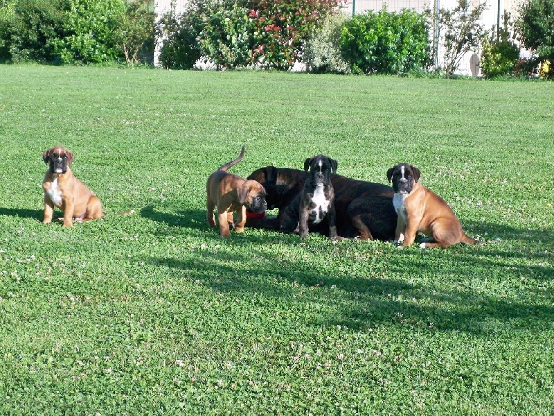 Schutzengel De La Malagrais - Boxer - Portée née le 12/05/2014