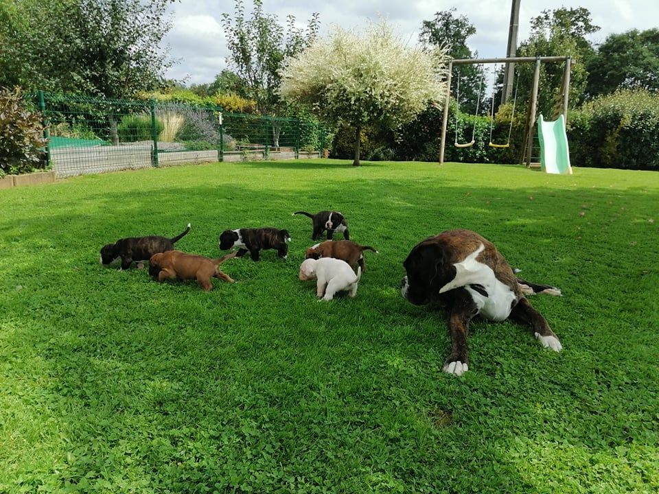 Chiot Boxer Schutzengel De La Malagrais